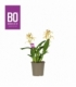 Encyclia