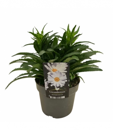 Leucanthemum