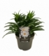 Leucanthemum