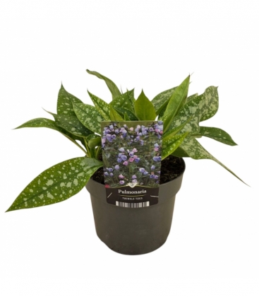 Pulmonaria