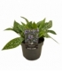 Pulmonaria