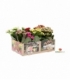 Kalanchoe