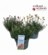 Rhodanthemum
