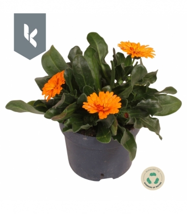 Calendula