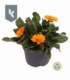 Calendula