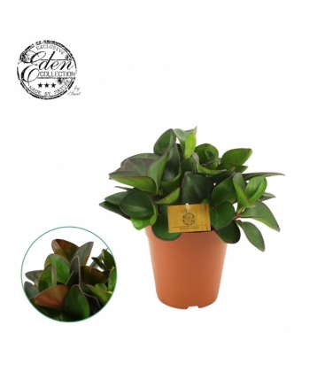 Peperomia