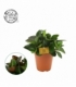 Peperomia