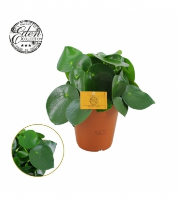 Peperomia