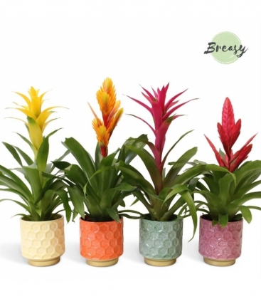 Bromelia