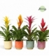Bromelia