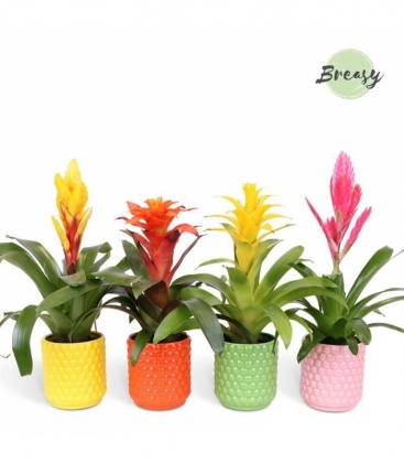 Bromelia