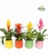 Bromelia