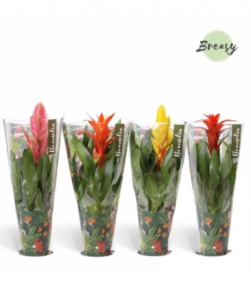 Bromelia