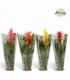 Bromelia