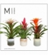Bromelia