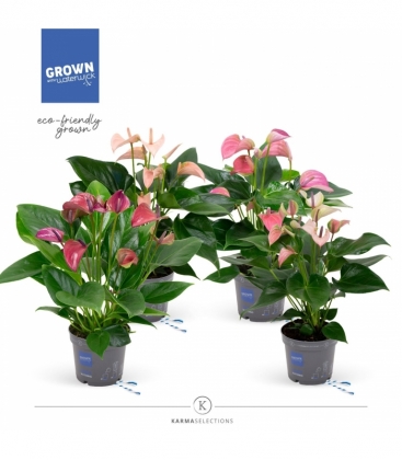 Anthurium