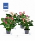 Anthurium