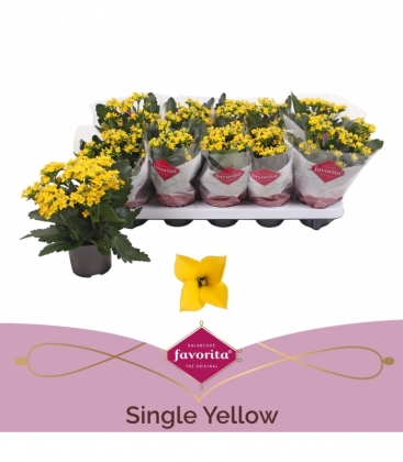 Kalanchoe