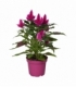 Celosia