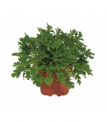 Pelargonium