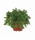 Pelargonium