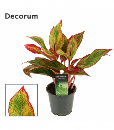 Aglaonema