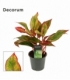 Aglaonema