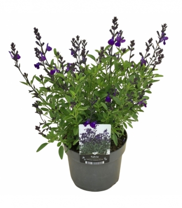 Salvia