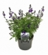 Salvia