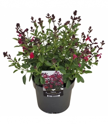 Salvia