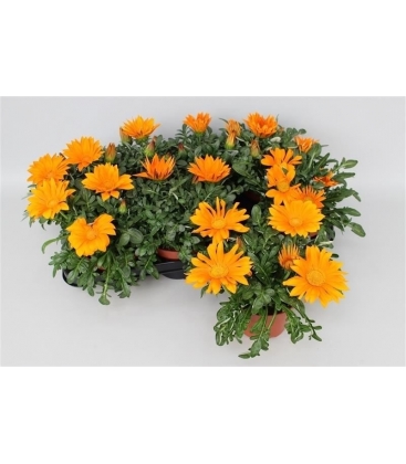 Gazania