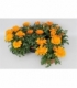 Gazania