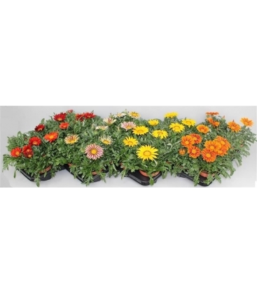 Gazania