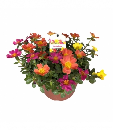 Portulaca