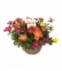 Portulaca