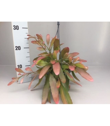 Rhipsalis