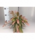 Rhipsalis