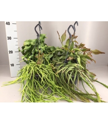 Rhipsalis