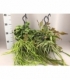Rhipsalis