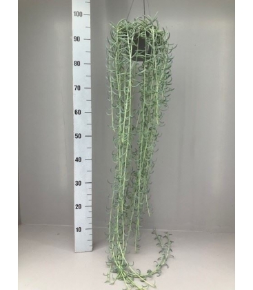 Senecio