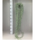 Senecio