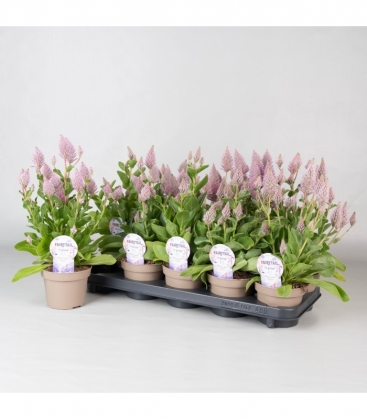 Ptilotus