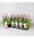 Ptilotus