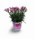 Dianthus