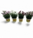 Dianthus