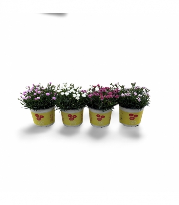 Dianthus