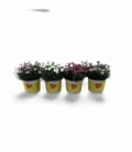 Dianthus
