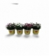 Dianthus