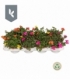 Portulaca
