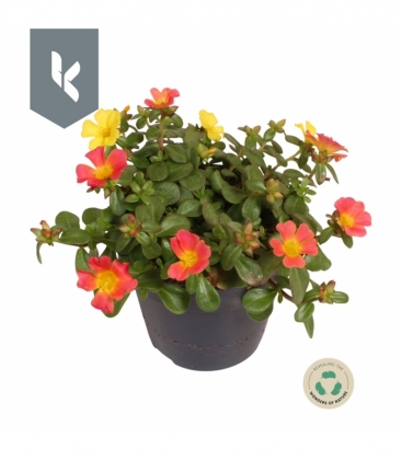 Portulaca